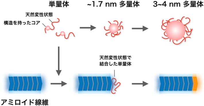 図2.酵母プリオンタンパク質が作る多量体とアミロイド線維の形成機構のモデル