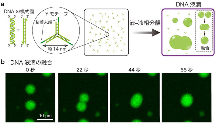 図1. (a) YモチーフとDNA液滴の概念図。Yモチーフの粘着末端の塩基配列を適切に設計すると、Yモチーフが液-液相分離により液滴状に集合する。(b) 水中に形成されたDNA液滴が融合する様子を撮影した連続写真。2つの液滴が衝突すると、一つに融合する様子が観察された。