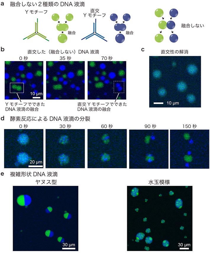 図2. (a) 融合しない2種類のDNA液滴の模式図。Yモチーフと結合しづらい配列（「直交配列」）を持つ「直交Yモチーフ」を新たに設計した。直交Yモチーフどうしも互いに結合し、DNA液滴を形成できるが、Yモチーフとは結合できないため、Yモチーフと直交Yモチーフは独立してDNA液滴を形成し、それぞれのDNA液滴は融合しない。(b) 融合しない2種類のDNA液滴を撮影した連続顕微鏡画像。緑色の蛍光がYモチーフ、青色の蛍光が直交Yモチーフを表す。緑と緑、青と青のDNA液滴の融合は観察されたが、緑と青の融合は観察されなかった。(c) Yモチーフと直交YモチーフをつなぐことができるDNAを加えたことにより、2種類のDNA液滴が融合した（直交性が解消された）様子を撮影した顕微鏡画像。緑色と青色が一つの液滴の中に観察できることから、2種類のDNA液滴が融合していることがわかる。(d) 分裂するDNA液滴を撮影した連続画像。直交性が解消されたDNA液滴に酵素を作用させることで、直交性が回復し、DNA液滴が分裂する。(e) Yモチーフと直交Yモチーフが左右2成分に分離したヤヌス液滴と、斑点状に分離した水玉模様のDNA液滴。