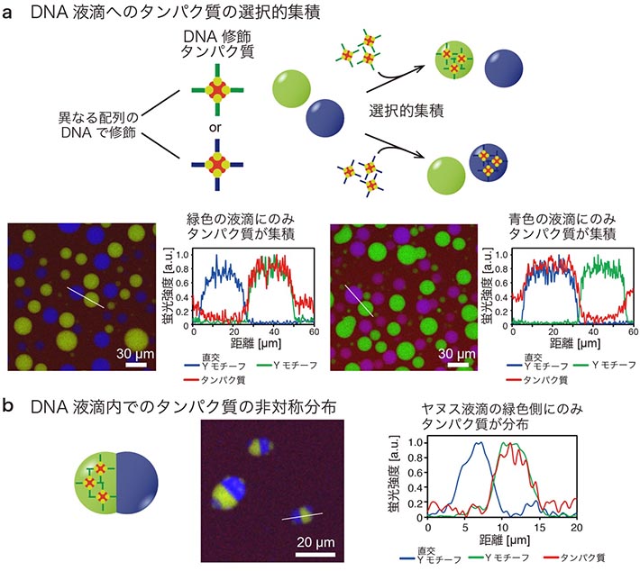 図3. (a) DNA液滴へのタンパク質の選択的集積を表す模式図と顕微鏡画像。タンパク質（ストレプトアビジン）にYモチーフ・直交Yモチーフそれぞれの粘着末端と同じ配列を修飾することで、集積が生じる。図中のグラフは、顕微鏡画像の白線における蛍光強度（青：直交Yモチーフ、緑：Yモチーフ、赤：タンパク質）の分布を表す。(b) ヤヌス型のDNA液滴内部でタンパク質が非対称に分布する様子を撮影した顕微鏡画像。この画像では、タンパク質がYモチーフ成分の片側にのみ分布している。