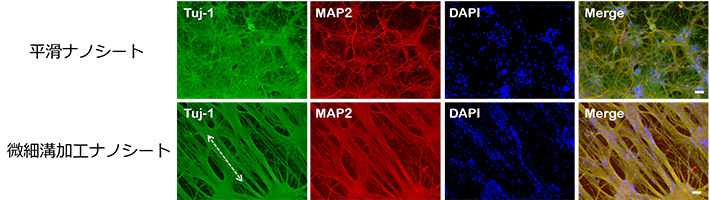 図2. 微細溝加工ナノシート培養基材は、神経突起の進展方向を制御する