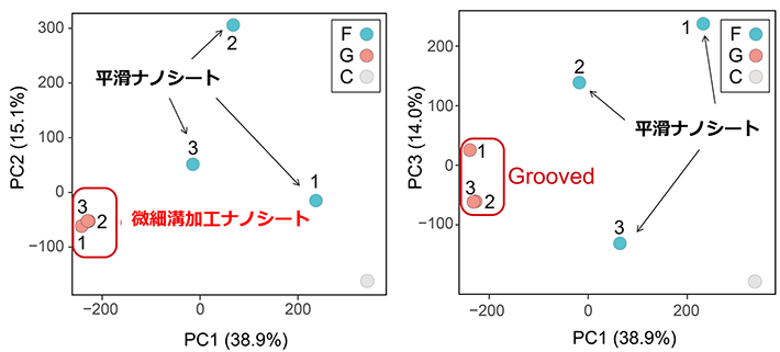 図3. 微細溝加工ナノシート培養基材上で培養することで培養条件の均一性が高まる