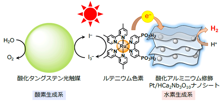 図2. 酸化アルミニウム修飾Pt/HCa2Nb3O10ナノシートとルテニウム色素を組み合わせた複合材料を水素生成光触媒とした、水の可視光完全分解システム。酸化タングステン系光触媒を酸素生成系に用い、ヨウ素系電子伝達剤（I3-/I-）で水素/酸素生成系間の電子伝達を行っている。