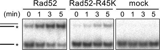 図2. Rad52によるDNAアニーリング反応。Rad52に比べてRad52-R45KはDNAアニーリング活性が低下している