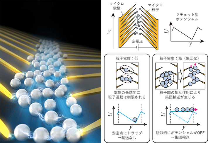 図1. 研究グループは粒子間相互作用によって実現する集団的なラチェット輸送を提案した。この輸送はノコギリ歯状マイクロ電極を使用して形成された、ラチェット型の定常静電ポテンシャルのもとで実現した。粒子密度が低い場合、粒子は安定点にトラップされ、一方向の輸送は観察されなかった。一方、粒子密度が高い場合、粒子集団内で生じる相互作用により疑似的にポテンシャルがOFFになり、粒子が一方向へ集団輸送された。