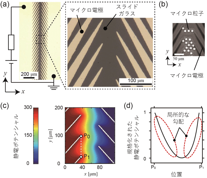 図2. （a）ノコギリ状マイクロ電極。二次元スライドガラス上に金をマイクロパターニングすることで作製された。（b）ノコギリ状マイクロ電極上に分散されたポリスチレンマイクロ粒子。（c）定電圧を印加することによって形成される静電ポテンシャル。（d）P0P1間における静電ポテンシャルのプロファイル。y方向に関して局所的には勾配があるものの、総和をとるとゼロになる。