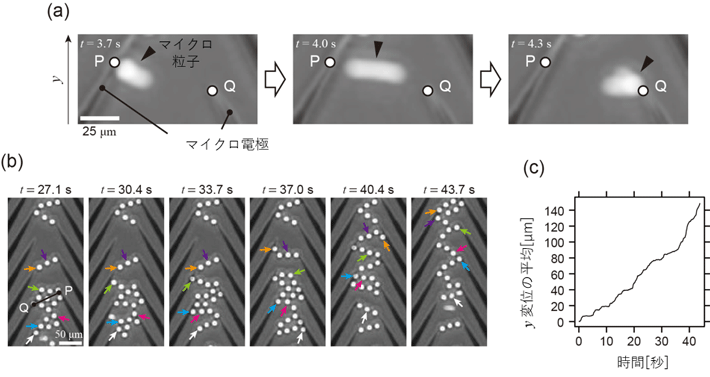 図3. （a）前後運動を示す粒子のスナップショット（粒子密度が低い条件）。粒子は点Pと点Qを結んだ線分PQ上に制限され、一方向の輸送は観察されなかった。（b）粒子集団のスナップショット（粒子密度が高い条件）。粒子密度が高い条件では粒子が集団を形成し、一方向へ集団輸送されることが観察された。（c）個々の粒子のy変位を平均した値の時間変化。集団輸送によるy変位の増加がみられた。