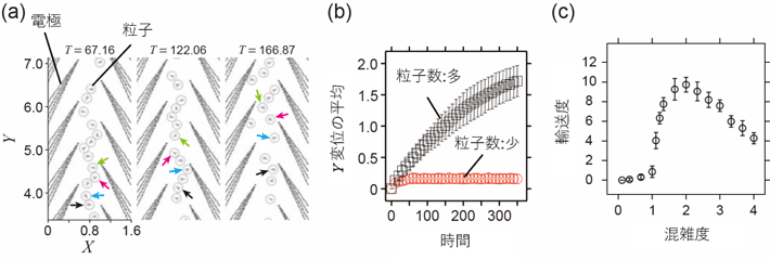 図4. （a）静電気力、誘電泳動力および衝突の効果を導入したモデルによるシミュレーションのスナップショット（粒子密度が高い条件）。一方向へ集団輸送されることが観察される。（b）個々の粒子のY変位を平均した値の時間変化。実験結果と同様に、粒子数が多い場合にのみ集団輸送が観察される。（c）単純化モデルによって計算された輸送度と混雑度の関係。単純化モデルでは、それぞれの周期内に存在する粒子の数によってポテンシャルが弱まる。混雑度が増加するにつれて輸送度が増加する一方で、混雑度がある値を超えると輸送度が減少し始める。