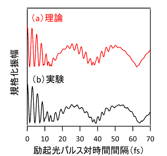 図2. （a）理論モデルから計算される振幅と（b）2つ目の励起光パルスを照射した後の透過光強度の振幅の励起光パルス対時間間隔（横軸）依存性。木全大学院生と中村准教授らが新たに構築した理論モデルから計算される結果が実験結果を良く再現していることが分かる。