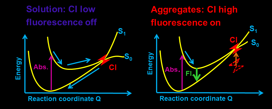 図2. 理論計算による発光現象の解析。左：溶液中での消光。励起一重項と基底一重項[用語5]のポテンシャル面の交差（円錐交差CI）付近を経由する（無放射）失活経路。右：円錐交差CIの不安定化による蛍光発光Fl（放射失活）