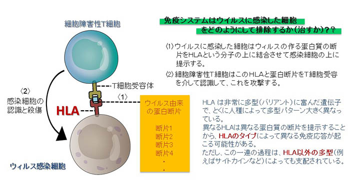 図2. HLAと抗ウイルス免疫