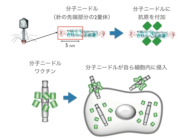 図5. アジュバント不要のCOVID-19粘膜ワクチンの開発