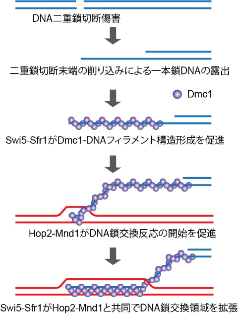 図. 減数分裂期特異的な相同組換えタンパク質であるDmc1のDNA鎖交換反応が2種類の補助因子で活性化される仕組み