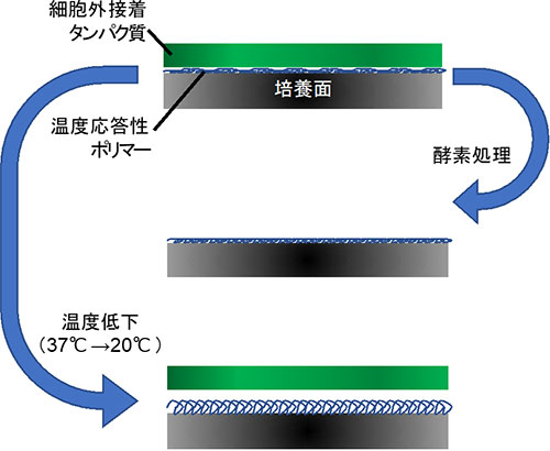 図1.酵素処理によってバラバラになる細胞と温度応答性ポリマー（従来手法）により生成される細胞シート