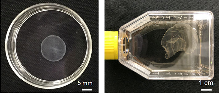 図3.超音波により生成した細胞シート。左：ディッシュから生成した細胞シート、右：フラスコから生成した細胞シート