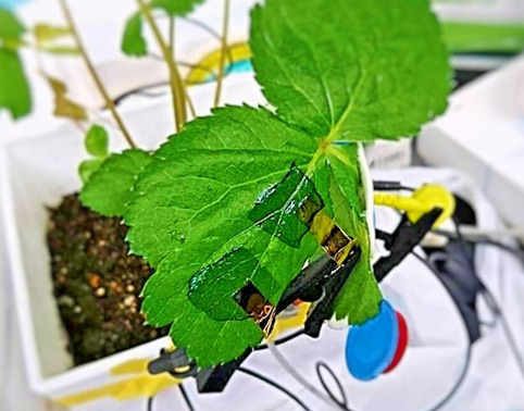 植物の生体電位を低侵襲に計測可能なナノシート電極
