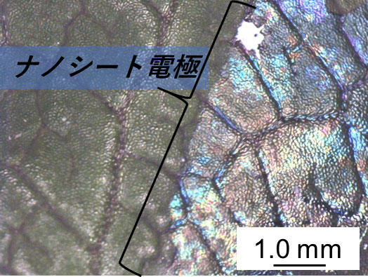 図1. 植物葉面上にナノレベルで追従したナノシート電極（Bulletin of the Chemical Society of Japan. の論文中のFigure 1dを改変の上転載）