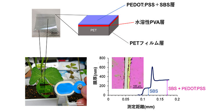 図2. 基材となるPETフィルムからナノシート電極を剥離する前の3層構造（上）と、ナノシート層に用いられたPEDOT:PSSとSBSの2層構造を示した膜厚プロファイルデータ（右下）、および、より小さな植物葉に貼付した状態（左下）（Bulletin of the Chemical Society of Japan. の論文中のFigure 1a,3a,4dを改変の上転載）