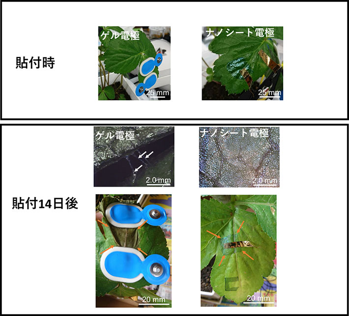 図3. ゲル電極とナノシート電極の葉面貼付状況の比較（上）及び貼付14日後の各電極による植物葉への影響の比較（下）（Bulletin of the Chemical Society of Japan. の論文中のFigure 4a-cを改変の上転載）