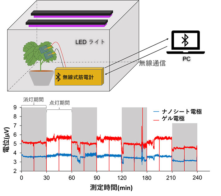図4. 構築した測定システムの模式図（上）とLEDライトによって30分おきに光条件を変更した際の植物生体電位図（下）（Bulletin of the Chemical Society of Japan. の論文中のFigure 2b,5cを改変の上転載）