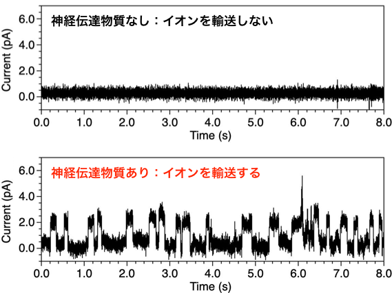 図2. 神経伝達物質との結合によるイオン輸送能の変化。グラフ上でピークが現れている時間において、イオンが輸送されていることを示している。