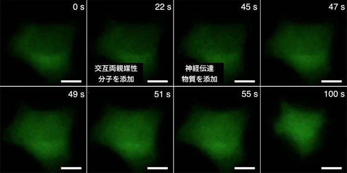 図3. マウス細胞内にイオンが輸送されていく様子。22秒の時点で交互両親媒性分子を、45秒の時点で神経伝達物質をそれぞれ加えている。細胞内の緑色が濃くなるほど、多くのイオンが存在することを示している。