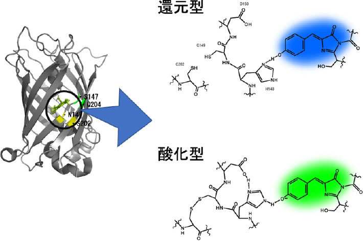 図1. ESIPT機構によるFROG/Bの蛍光色の変化の模式図