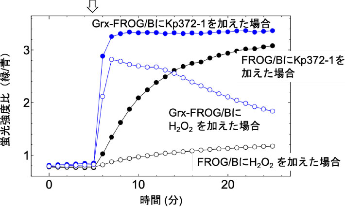 図2. Kp372-1とH2O2によるHeLa細胞内のFROG/Bの酸化シグナルの変化