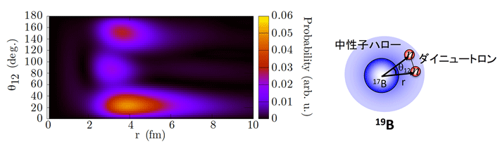 図2. （左図、本成果の発表論文からの抜粋）本実験のスペクトルを再現する19Bにおけるハローの2中性子の密度分布。少数粒子系の理論計算で得られた。右図に示すようにθ12は17Bコアの重心から見た2つの中性子の開き角で、rはコアから中性子までの平均距離。右図は今回得られた実験と理論の結果をもとにした19Bの構造の概念図。