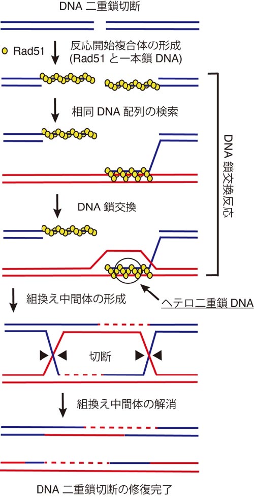 図1. 相同組換えによるDNA二重鎖切断修復のモデル