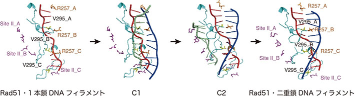 図4. DNA鎖交換反応における、DNA鎖と活性中心を形成するアミノ酸残基のシミュレーション