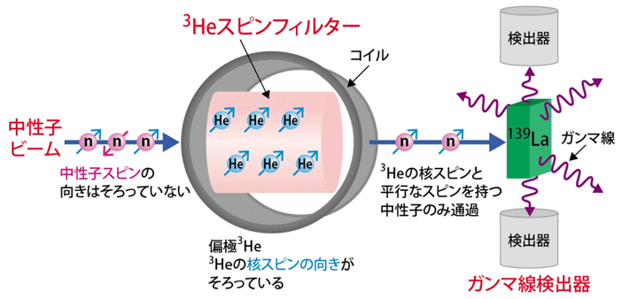 図3. ガンマ線検出器の上流に中性子偏極デバイスである3Heスピンフィルターを設置した。3Heスピンフィルターは非常に磁場均一性の良いコイルおよび磁気シールド内部に設置され、コイルがつくる紙面垂直方向の磁場により3He原子核の偏極を保持する。そこに中性子ビームを通すことで中性子を偏極させる。偏極中性子はガンマ線検出器の内部に設置されたLaの金属試料に照射され、139Laの中性子吸収に伴って発生するガンマ線の放出方向の分布を測定する。