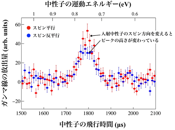 図4. 139Laに0.74eVの偏極熱外中性子を照射し、放出されるガンマ線量をガンマ線検出器で測定した結果。上下方向に設置されているガンマ線検出器（図3）のうち、下方向の検出器のデータを表示している。ピークの中心付近で、スピンの向きが磁場と平行（赤丸）あるいは反平行（青丸）で放出されるガンマ線の量が変わっていることから、ガンマ線放出方向の偏りがスピンの向きによって変化していることがわかる。