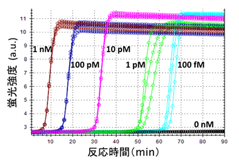 L-TEAM反応による核酸増幅検出