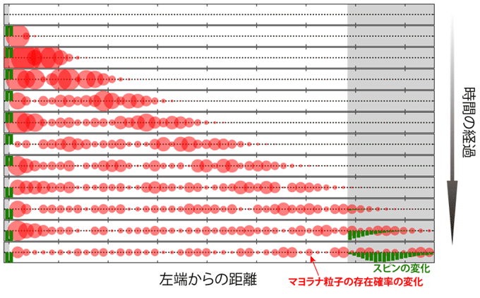 図2. パルス磁場を印加後の電子スピンと遍歴マヨラナ粒子の存在確率の変化の実空間マップの時間発展。