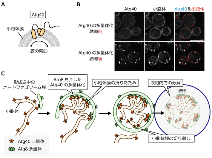 図1. Atg40の多量体化を介した小胞体の局所的な折りたたみ（A）Atg40はヘアピン状に脂質膜に入り、膜を折り曲げる性質を持つ（B）Atg40の多量体化を誘導すると、小胞体膜が球状に凝縮された構造が形成される（C）Atg40を介したERファジーの分子メカニズムのモデル