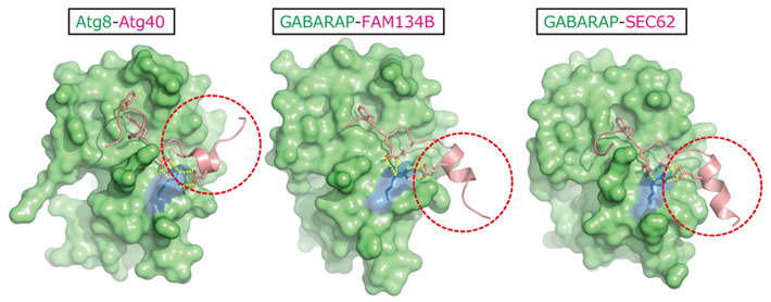 図2. ERファジーのレセプターに保存されたAtg8との結合様式