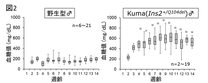 図2. Kumaマウスは糖尿病を自然発症する