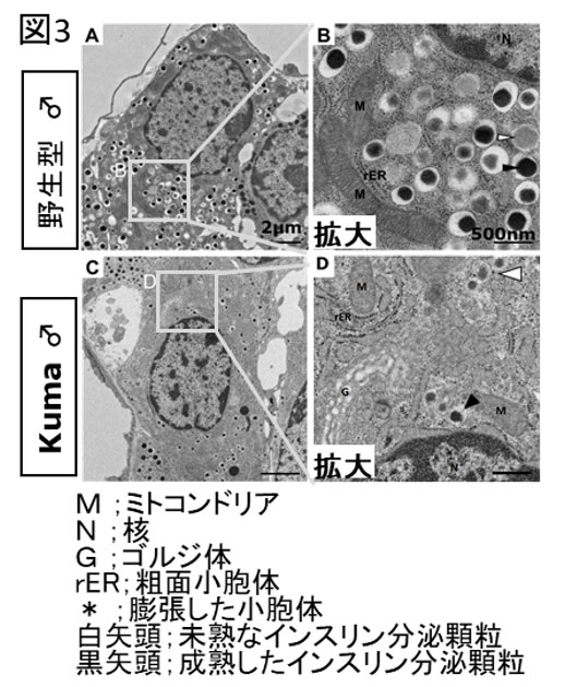 図3. Kumaマウスの膵臓β細胞ではインスリン分泌顆粒が減少していた