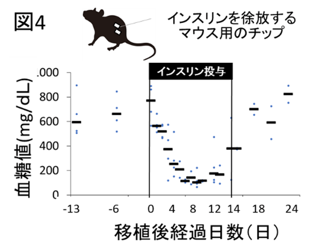 図4. インスリン治療による血糖値の改善効果がみられた