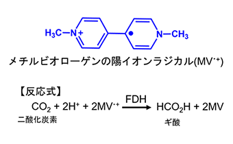 メチルビオローゲンの陽イオンラジカル