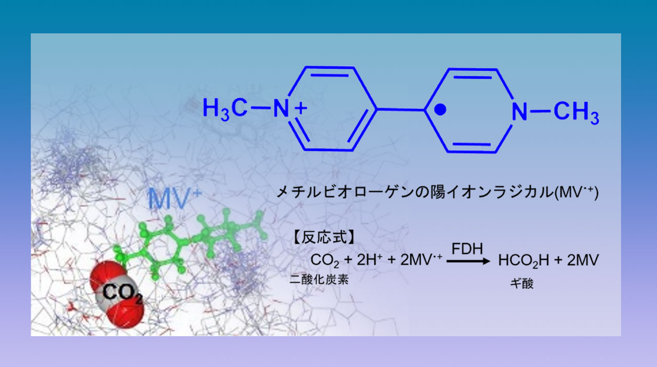 ギ酸デヒドロゲナーゼ Formate dehydrogenase JapaneseClass.jp