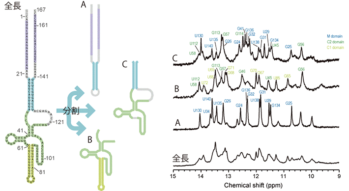 図1. SINE B2の断片化の模式図（左）と各断片のNMRスペクトル（右）