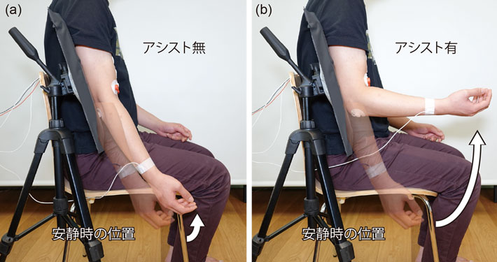 図1. 本研究で構築した増幅運動システム（a）アシストを行わず、自発的運動のみで前腕部を動かした状態（b）上腕二頭筋につけた筋電位計で前腕部の運動を検知し、筋電気刺激によるアシストを行い、運動を増幅させた状態