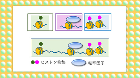 同一の細胞から複数のエピゲノム情報を同時に検出する技術開発に成功