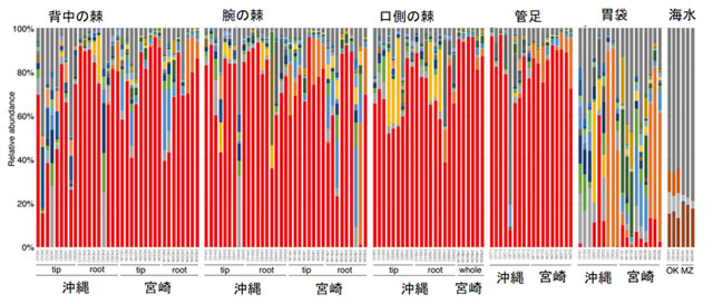 図2. オニヒトデの様々な部位で見つかった細菌の割合。赤で示した細菌が胃袋以外の体表面で、優占している。