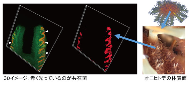 図3. FISH法による、オニヒトデ体表面における新規発見された細菌の分布