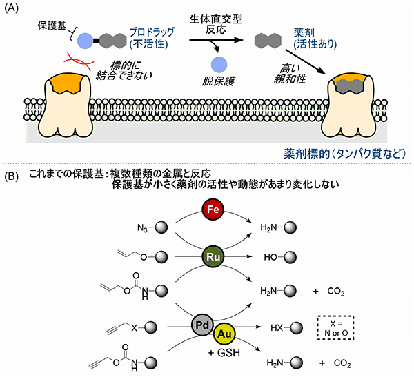 図1. 遷移金属触媒を用いた脱保護反応とプロドラッグへの応用