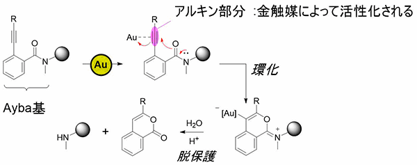 図2. 金触媒によるAyba基の脱保護反応機構