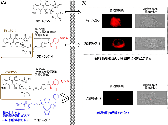 図4. Ayba基を持つプロドラッグの細胞膜透過性